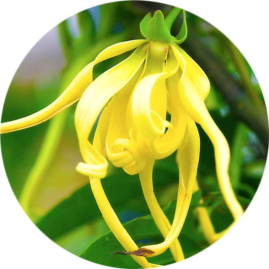 Natural Bath & Body Ylang Ylang After Bath Milk (937x938)