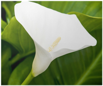 One White Calla Lily Flower In The Spring Garden Poster - Arum (400x400)