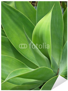 Monstera Deliciosa (400x400)