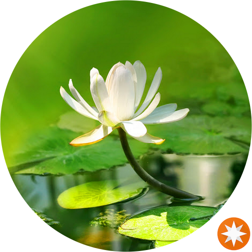 Don T Let People Pull You Into Their Storm (512x512)