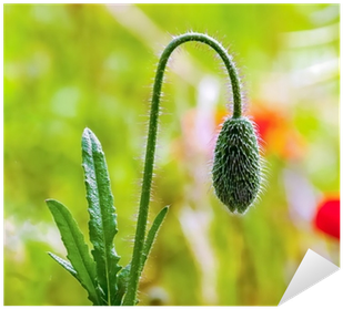 Adesivo Gemma Pelosa Di Un Papavero • Pixers® - Pączki (400x400)