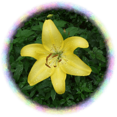 D0048312 16482179 - Lily (500x500)