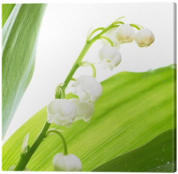 Lily Of The Valley (400x400)