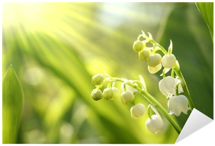 Vinilo Pixerstick Lilly Del Valle En El Bosque Al Amanecer - Mary Elizabeth Frye (400x400)