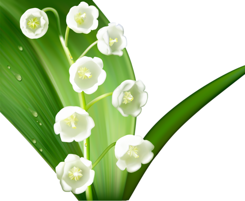 Re - Ландыши - Lily Of The Valley Flower (500x410)