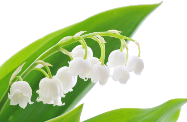 Tubes 1er Mai - 1ier Mai (600x404)