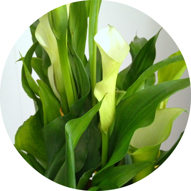 Kalla - Wall Clock (650x650)