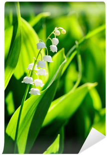Lily Of The Valley Flowers In Garden Wall Mural • Pixers® - Lily Of The Valley (400x400)