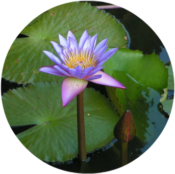 Kwalificaties En Kwaliteiten - Water Lilies (350x350)