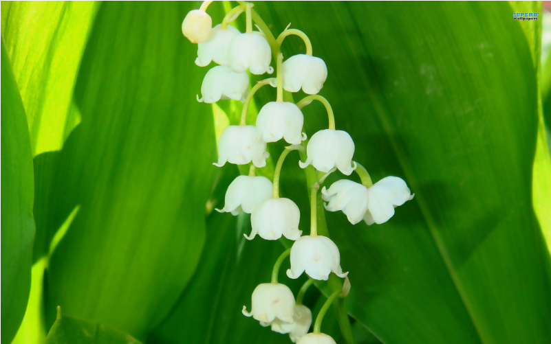 Lily Of The Valley Stick Incense - Wallpaper (800x800)