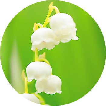 Fragrance - Perfume (350x350)