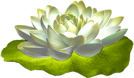 [ Img] - Echeveria (500x325)