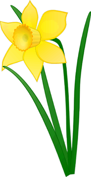 Czeshop Images Daffodil Flower Clip Art - Daffodi (306x596)