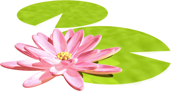 歡迎瀏覽 A 班網頁 - Water Lily (558x298)