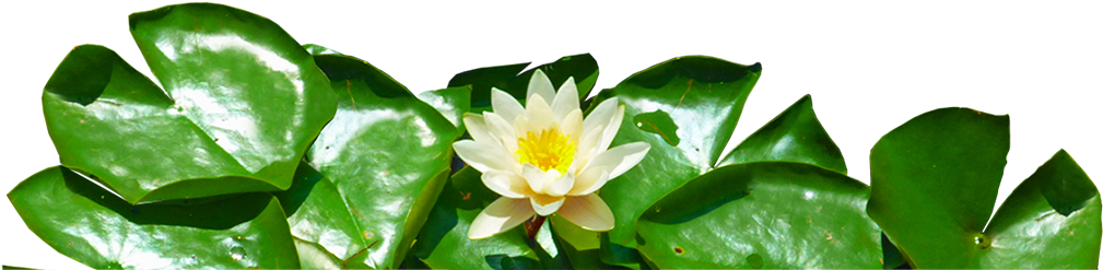 Banner-ninfa - Sacred Lotus (1170x250)