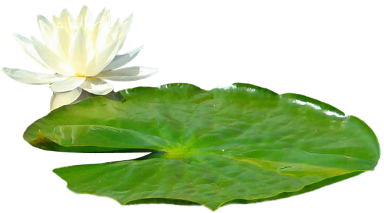 Par Chantalou16 Dans Côté Jardin Lotus Le 26 Mars 2014 - Feuille De Lotus Png (550x306)