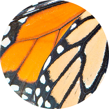 Butterfly Wing Orange & Black - Monarch Butterfly (350x350)