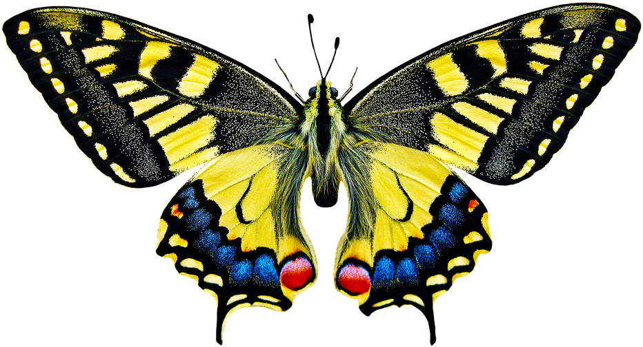 Nature, Animals, Butterfly, Insect, Fly, Wing, Probe - Butterfly Scientific (960x567)