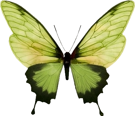 Transparent Png - Butterfly Print (450x390)