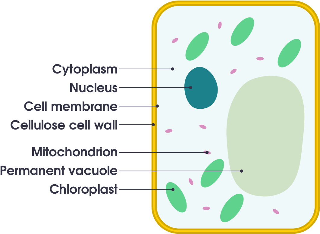 Plant Cell Drawing Simple - Plant Cell Simple Drawing (1200x884)