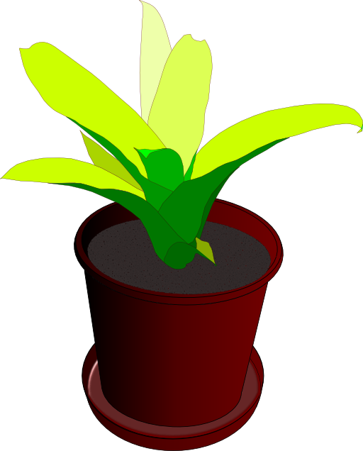 Bromeliad In A Pot Clipart - Vaso De Planta Desenho (512x636)