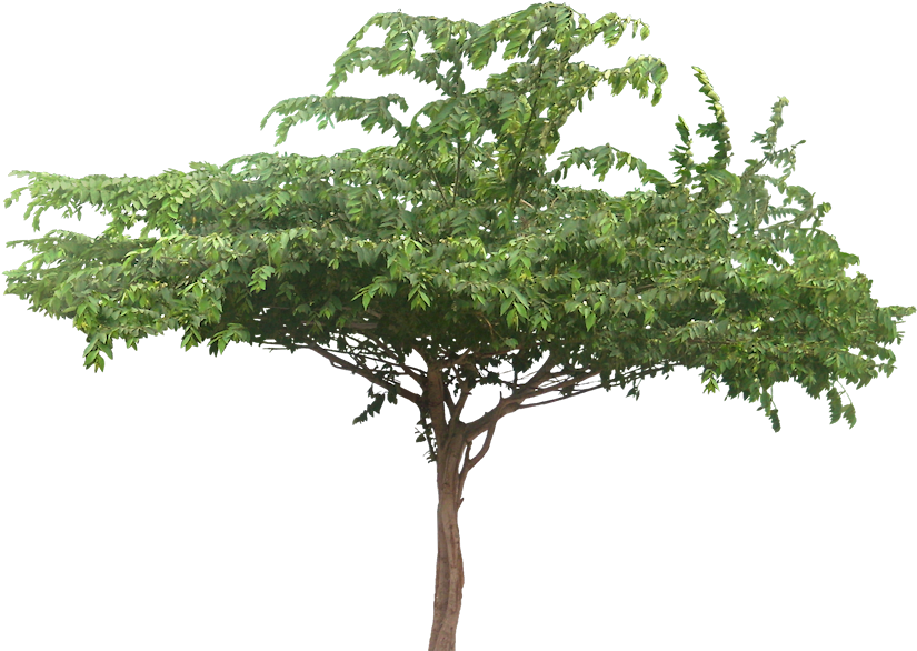 Muntingia Calabura - Jamaican Cherry Tree Png (838x590)