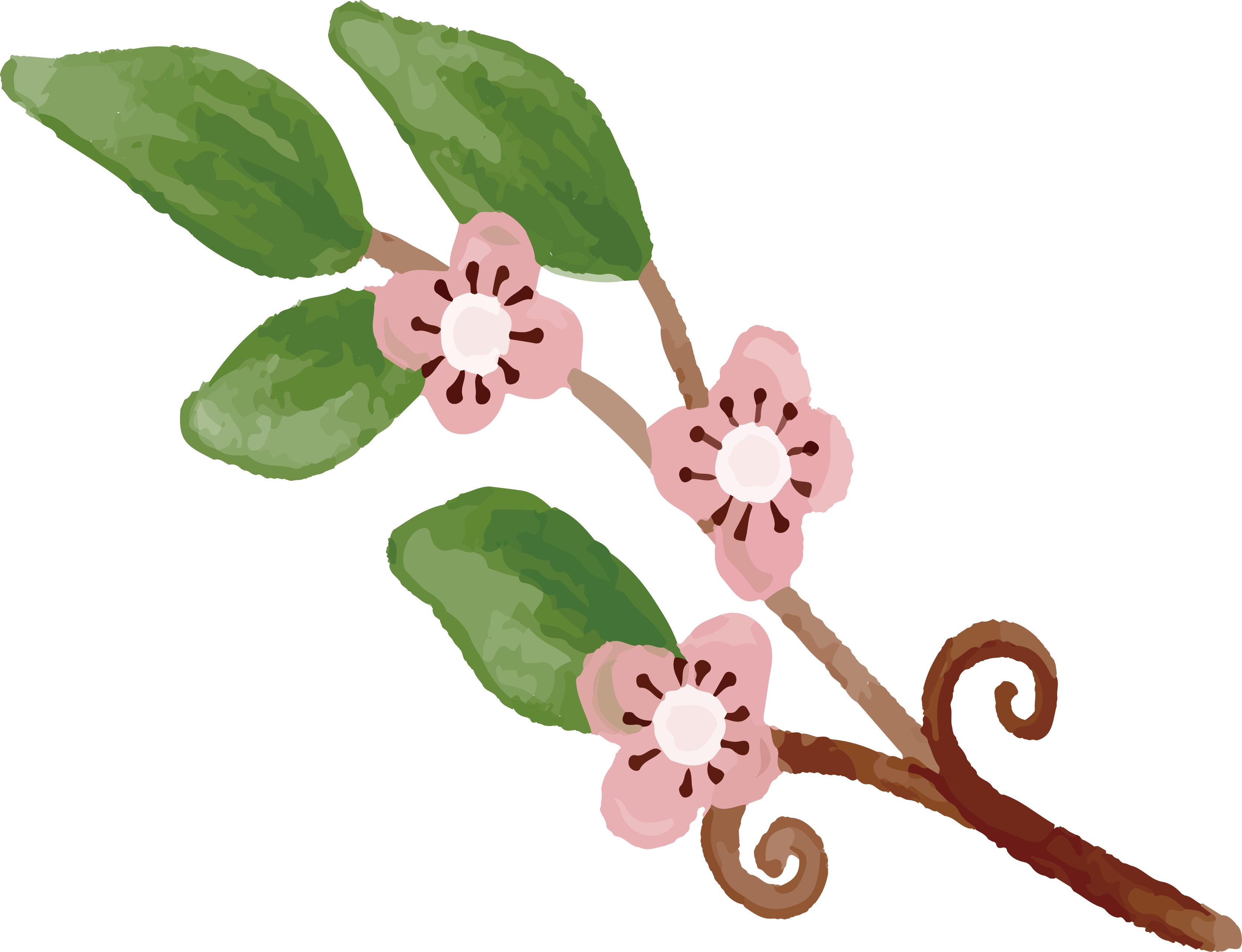 Cherry Blossom Drawing - Watercolor Painting (3346x2566)