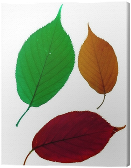 Autumn Leaves Of The Cherry Tree Canvas Print • Pixers® - Sweet Birch (400x400)