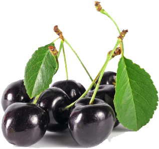 Black Cherry Tree Fruit Download Black Cherry Tree - Black Cherry (500x375)