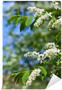 Bird Cherry Tree In Spring Garden Wall Mural • Pixers® - Light Switch (400x400)