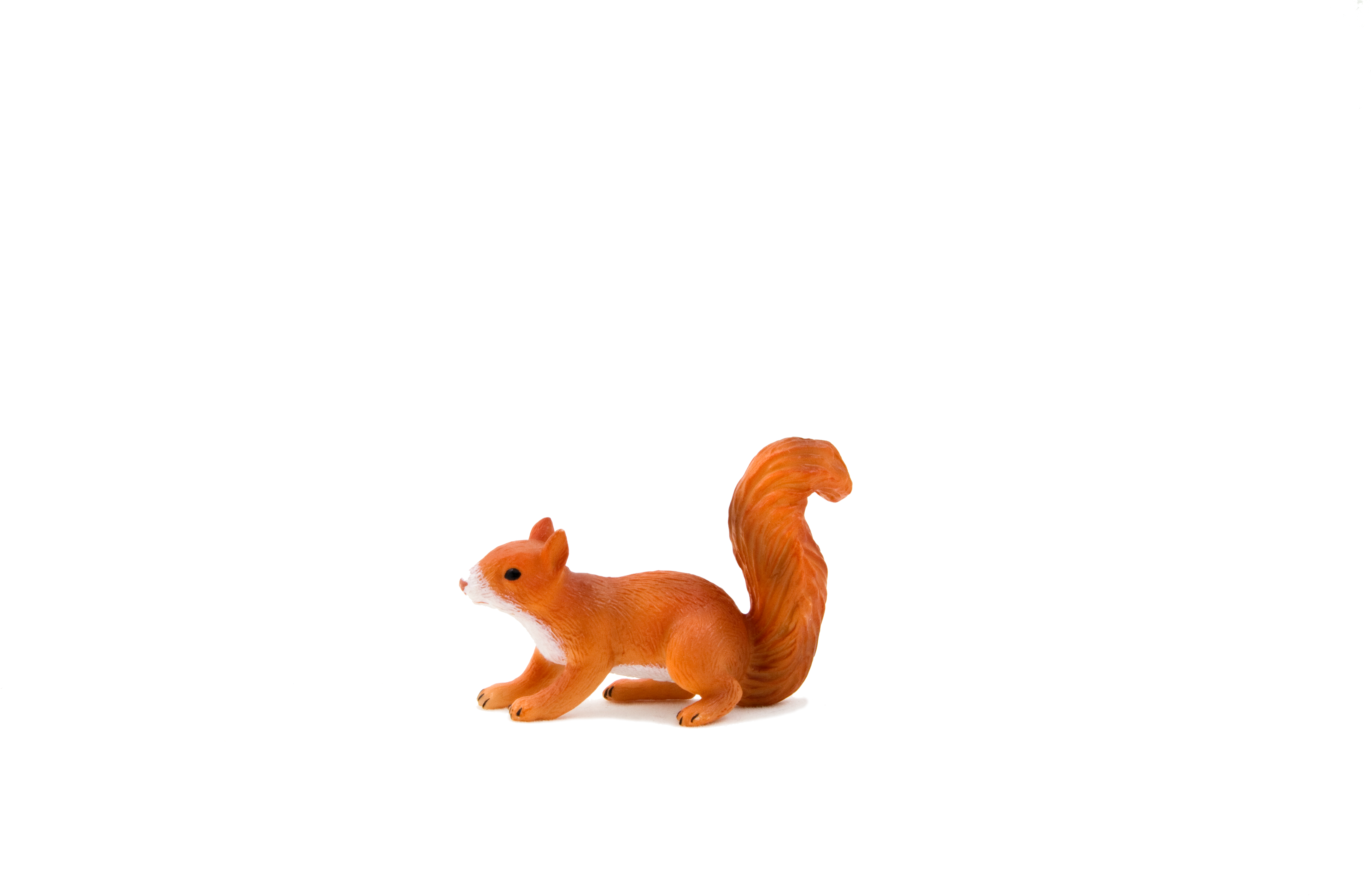 Animal Planet Red Squirrel Running - Animal Planet: Squirrel Running (5197x3465)