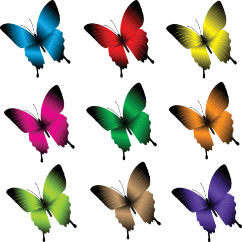 Beautiful Butterflies Vector - Set Of Butterflies Clipart (480x480)