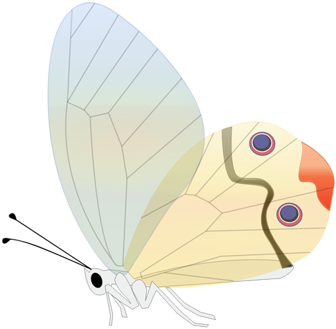 Comic Butterfly Vector Illustration - Custom Butterfly Shower Curtain (500x500)