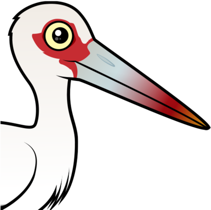 About The Maguari Stork - Maguari Stork (440x440)
