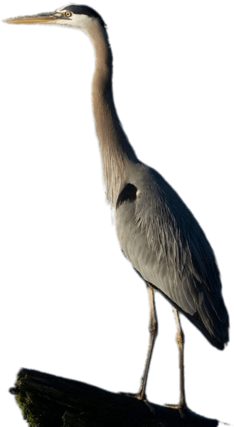 Great Blue Heron Full Size - Great Blue Heron (534x712)