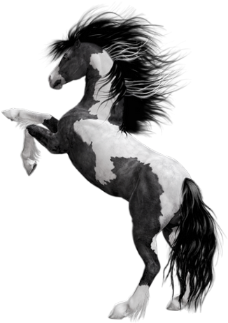 Cheval - Horse - Black White Horse Png (340x465)