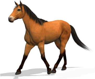 Images Clipart - Horse Animation (363x333)
