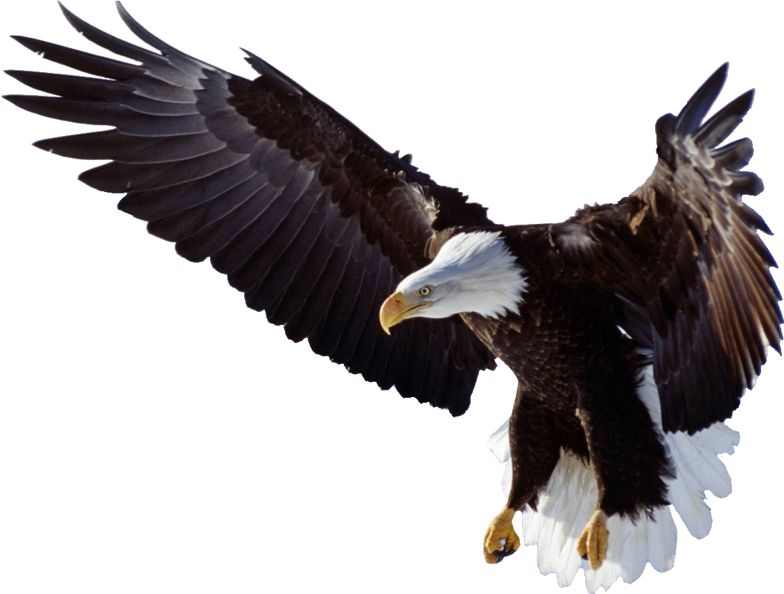 Bald Eagle Cheval - 5d Diy Diamond Painting Animal Kits Diamond Rhinestones (1169x856)