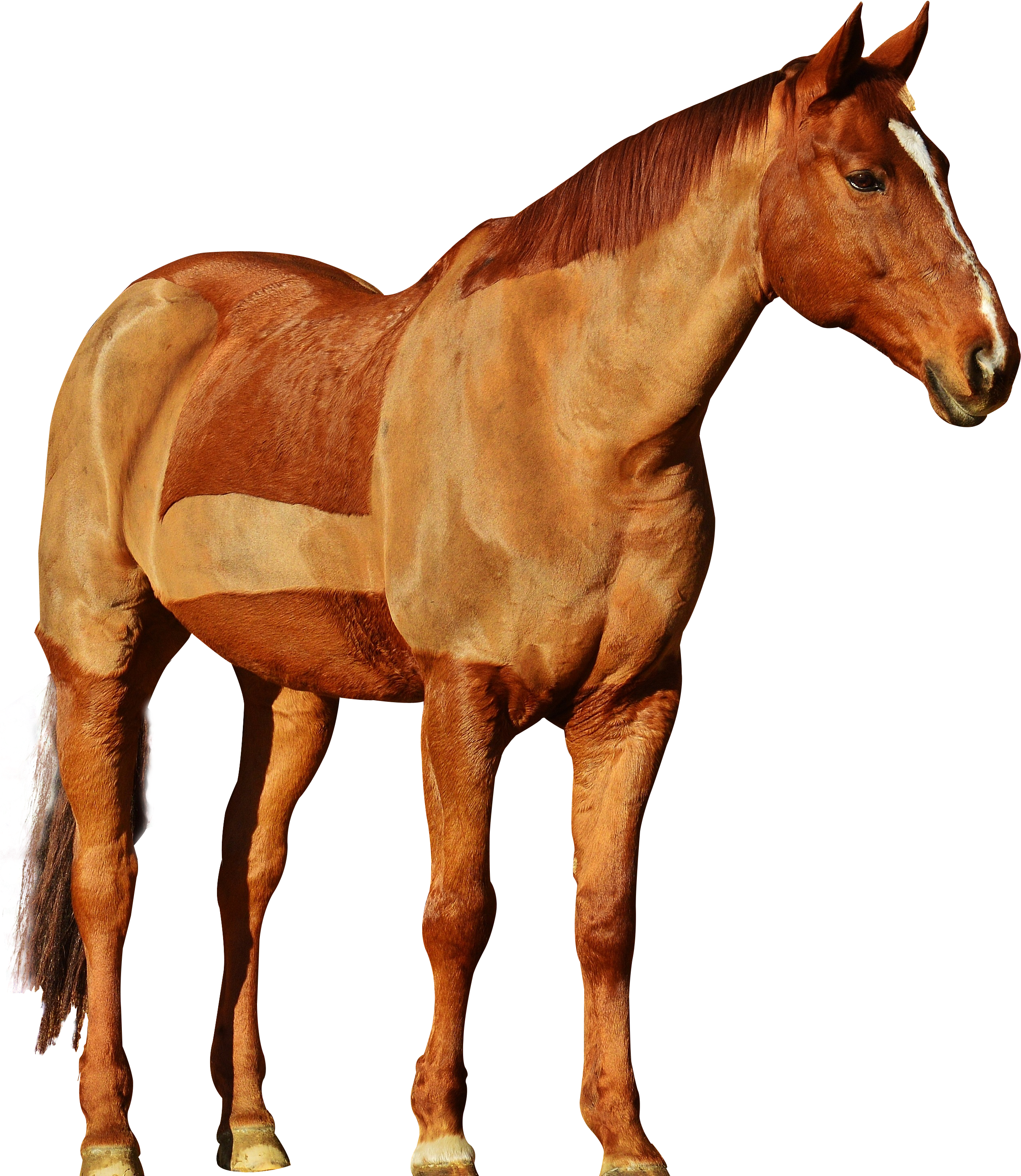 Mane Mustang Stallion Hackney Horse - Png Images Of Horse (2551x3000)