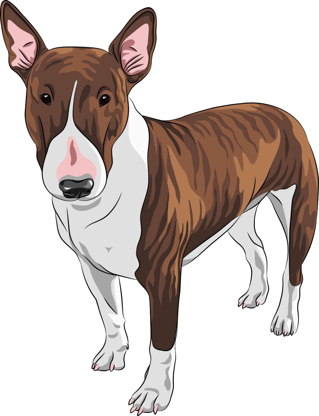 Staffordshire Bull Terrier Pit Bull English Toy Terrier - English Bull Terrier Cartoon (1024x1336)