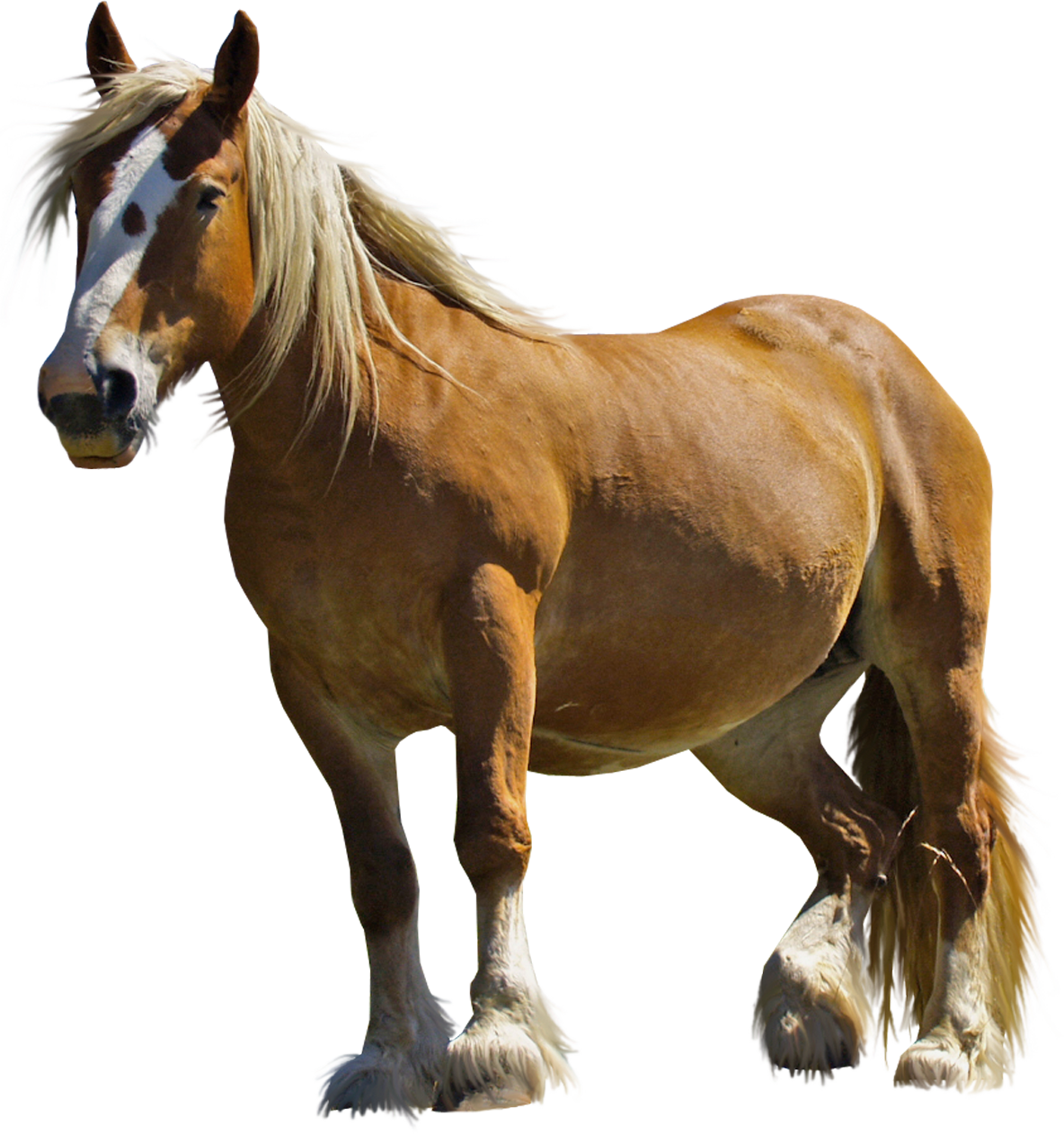 Shetland Pony, Miniature Horse Brown With White Spots, - Pony Horse Png (1184x1262)