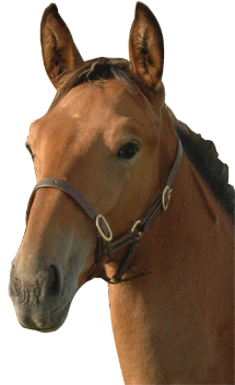 Agrandir L'image - Licol Foal Chetak (455x455)