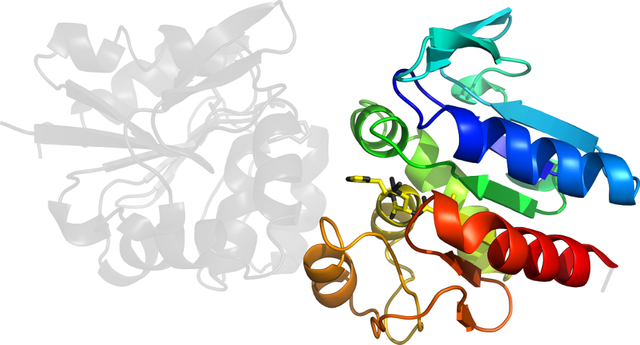 Tree Graphic Design Cartoon Clip Art - Illustration (926x500)