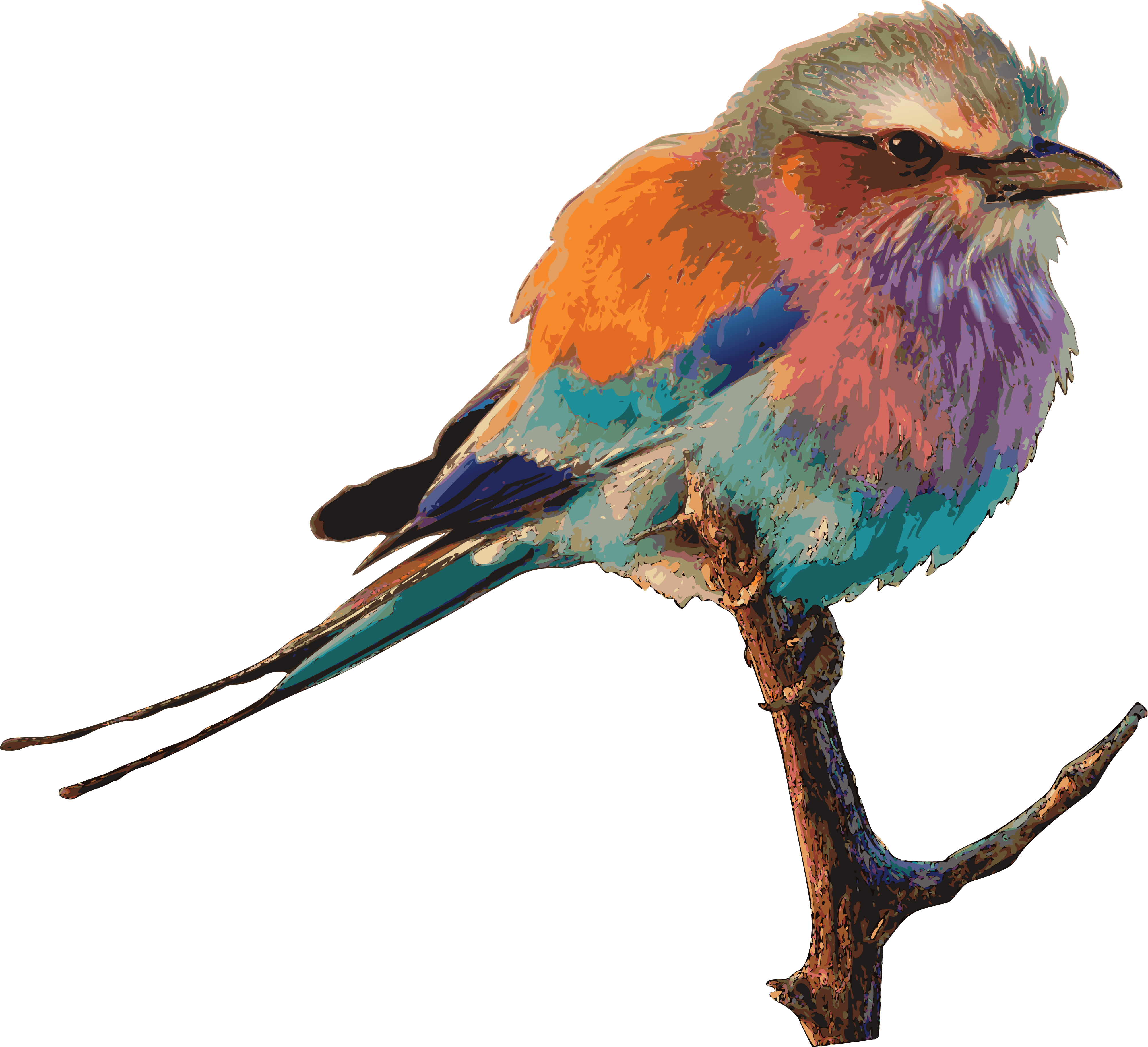 Birds png. Птица рисунок. Птичка на прозрачном фоне. Рисуем птиц. Птицы цветные на белом фоне.