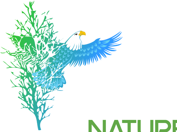 Graphic Design - Bald Eagle (600x450)