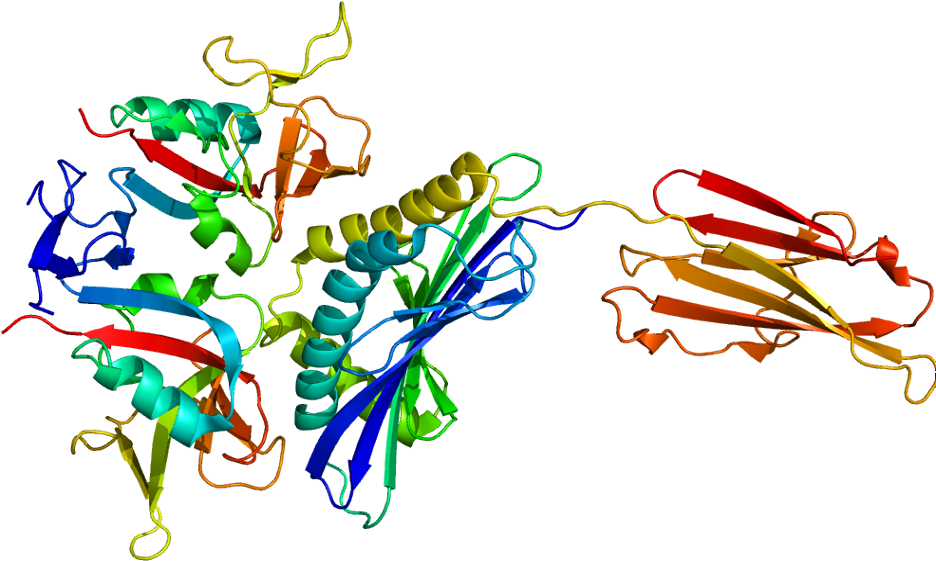 Nkg2d Natural Killer Cell Cd94/nkg2 C-type Lectin - Nkg2d (985x610)
