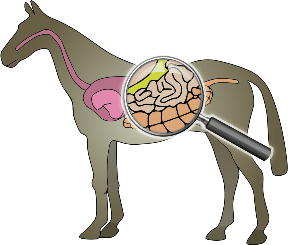 В желудке и кишечнике жвачных млекопитающих. Пищеварение лошади. Кишечник животных. Кишечник лошади. Исследование пищеварительной системы лошадей.