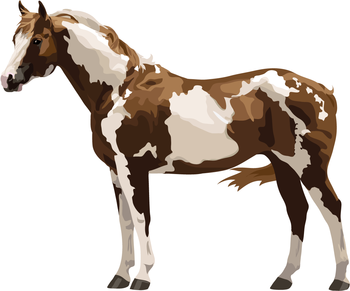 Paint Or Pinto - Pinto Horse Png (1800x1400)