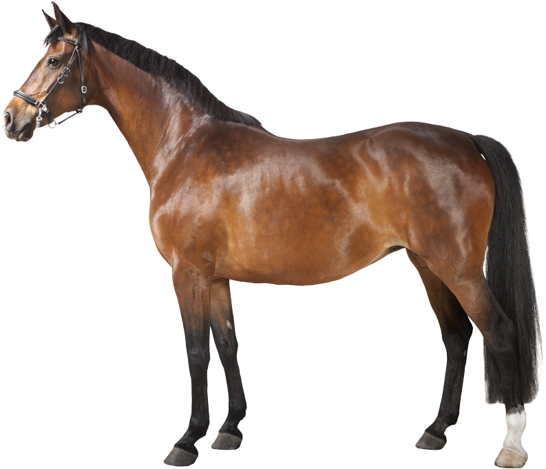 The Science Behind Masters Circle - Indy Tune Horse Racing (800x692)