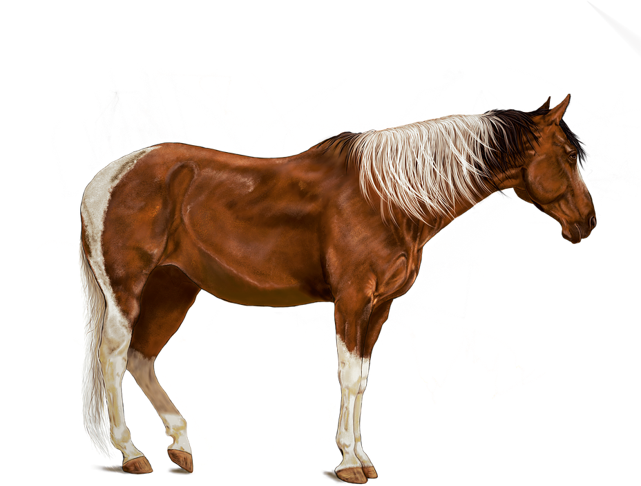 Horse, Brown, Art, Digital Artwork, Standing, Animals - Digital Art (934x720)